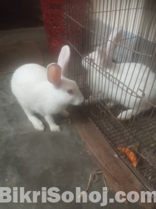 নিউজিল্যান্ড জাতের সাদা খরগোশ (Rabbits)